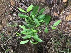Elaeodendron australe australe