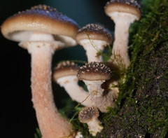 Armillaria hinnulea