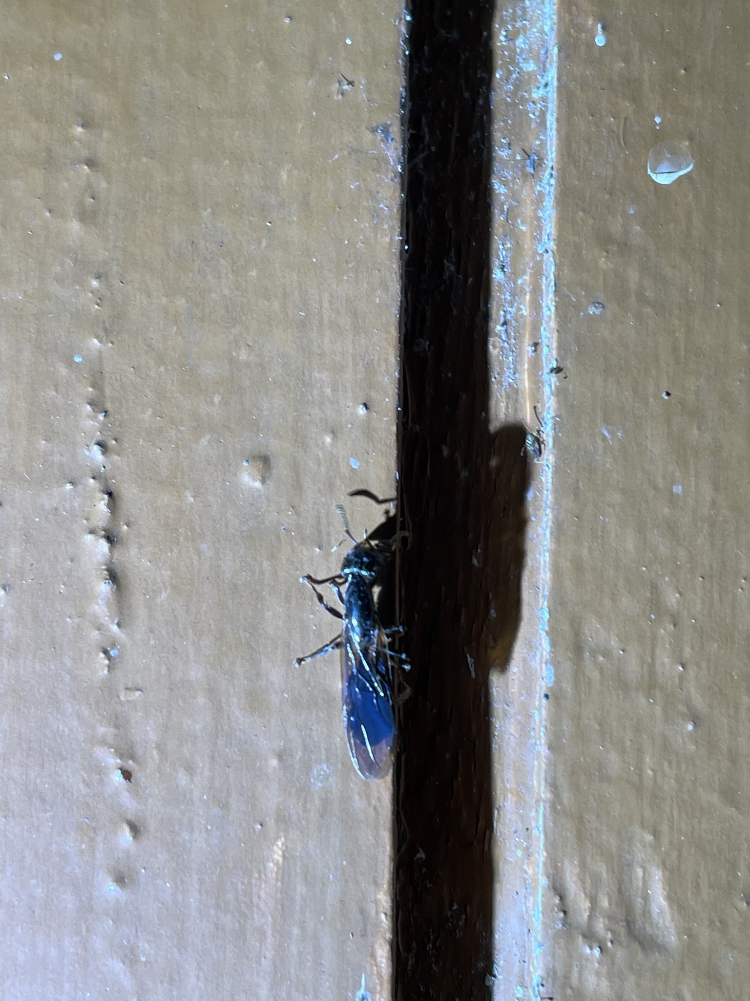 Crematogaster depressa