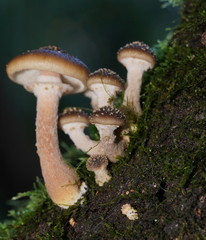 Armillaria hinnulea