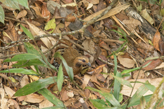Chestnut-Headed Partridge photo 3