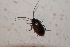 Hymenalia