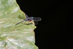 Oxythemis phoenicosceles