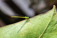 Ceriagrion citrinum