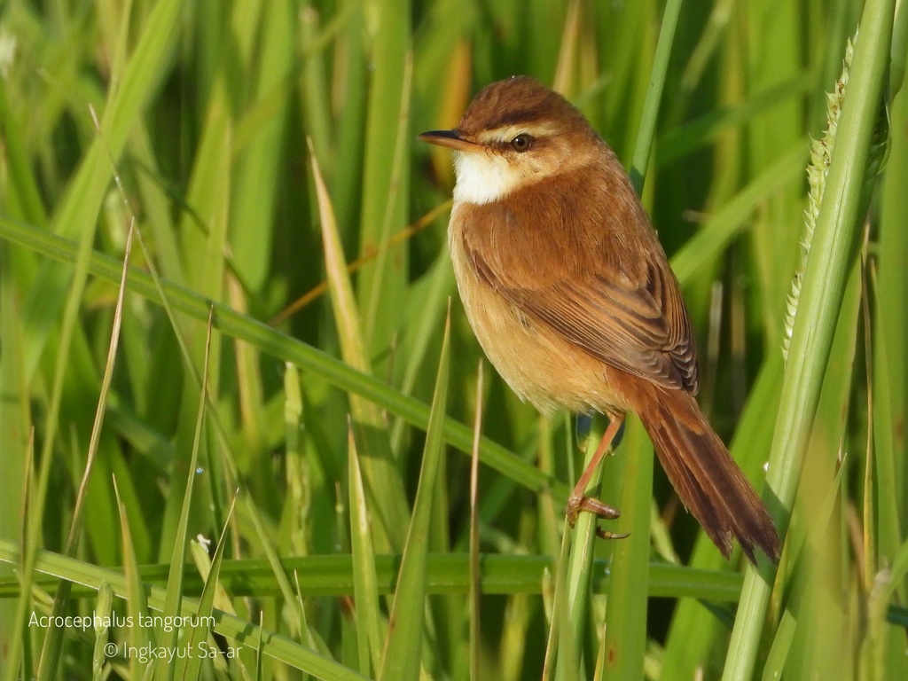 Manchurian Reed Warbler