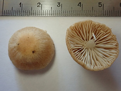 Candolleomyces typhae