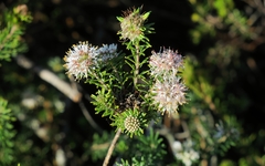 Agathosma gonaquensis
