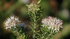 Agathosma gonaquensis