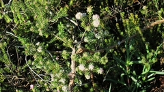 Agathosma gonaquensis