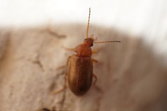 Isomira
