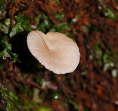 Entoloma albidosimulans