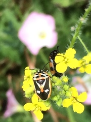 Eurydema gebleri