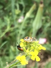 Eurydema gebleri