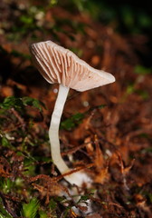 Entoloma albidosimulans