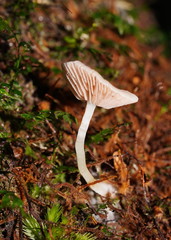 Entoloma albidosimulans