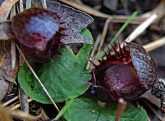 Corybas fimbriatus