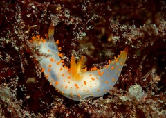 Crimora papillata