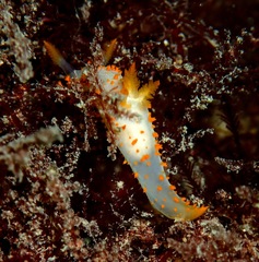 Crimora papillata