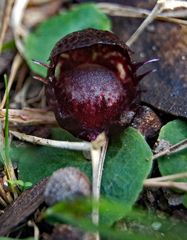 Corybas fimbriatus