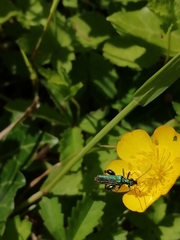 Oedemera nobilis
