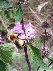Bombus laesus