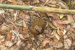 Chestnut-Headed Partridge photo 2