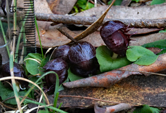 Corybas fimbriatus