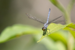 Chalcostephia flavifrons