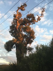 Melaleuca preissiana