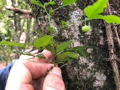 Phyllanthus subcrenulatus