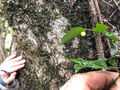 Phyllanthus subcrenulatus