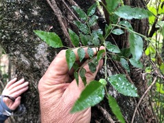 Phyllanthus subcrenulatus