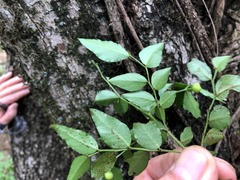 Phyllanthus subcrenulatus