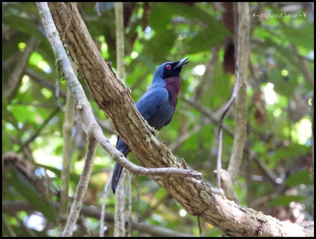 Maroon-Breasted Philentoma