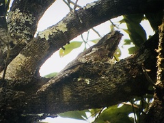 Batrachostomus hodgsoni