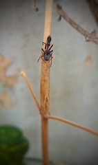 Myrmarachne melanocephala