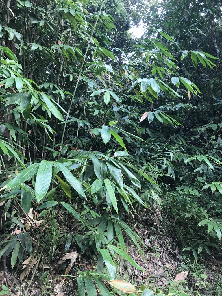Gigantochloa ligulata