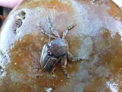 Petrolisthes manimaculis