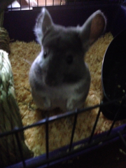 Chinchilla