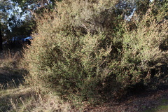 Pomaderris paniculosa paralia