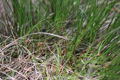 Carex humilis