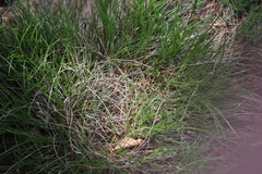 Carex humilis