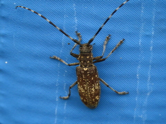 Monochamus saltuarius