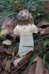 Phallus merulinus