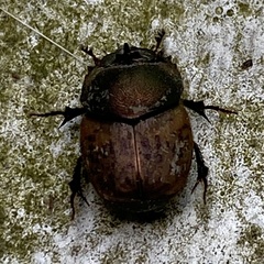 Onthophagus coenobita