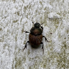 Onthophagus coenobita
