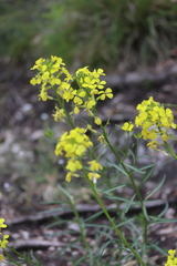Erysimum sylvestre