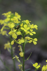 Erysimum sylvestre