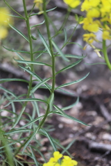 Erysimum sylvestre