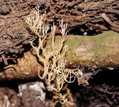 Phaeoclavulina ochracea